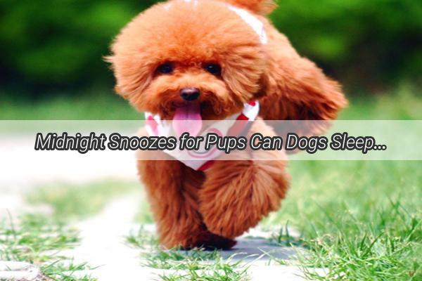 Midnight Snoozes for Pups Can Dogs Sleep Through the Night